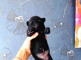 Ori̇ji̇nal Fransiz Buldog Bebeler