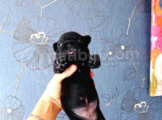Ori̇ji̇nal Fransiz Buldog Bebeler görsel
