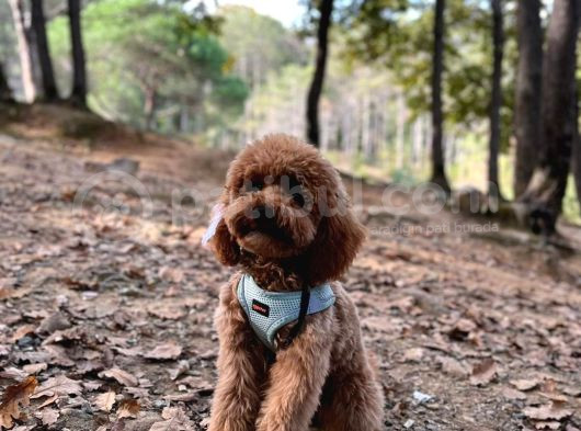 A Kalite Irk Ve Sağlık Garantili 2 Aylık Toy Poodle Yavrumuz görsel