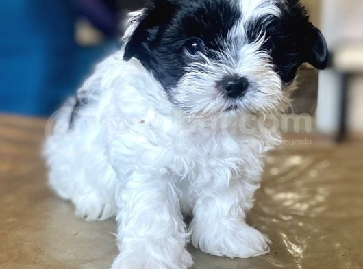 0 Numara Malti̇poo Oğlumuz