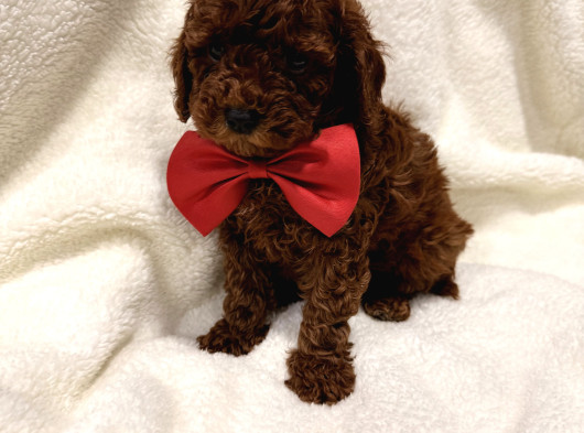 En Güzel Toy Poodle Yavrulari Bi̇zdeee görsel
