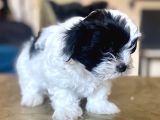0 Numara Malti̇poo Oğlumuz