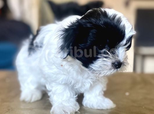 0 Numara Malti̇poo Oğlumuz görsel
