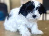 0 Numara Malti̇poo Oğlumuz