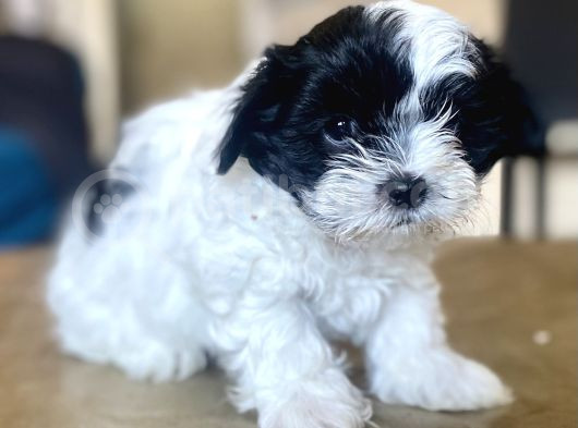 0 Numara Malti̇poo Oğlumuz görsel