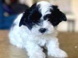 0 Numara Malti̇poo Oğlumuz
