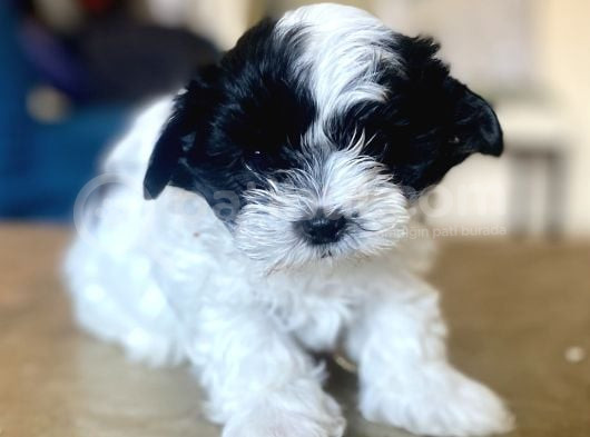 0 Numara Malti̇poo Oğlumuz görsel