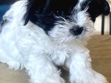 0 Numara Malti̇poo Oğlumuz