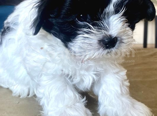 0 Numara Malti̇poo Oğlumuz görsel