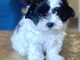 0 Numara Malti̇poo Oğlumuz