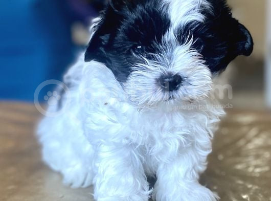 0 Numara Malti̇poo Oğlumuz görsel