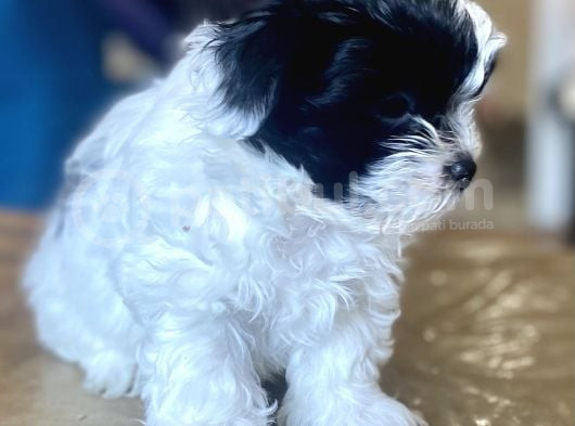 0 Numara Malti̇poo Oğlumuz görsel