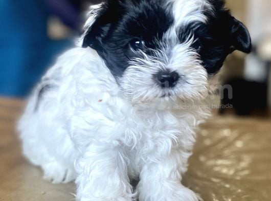 0 Numara Malti̇poo Oğlumuz görsel