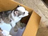 Masmavi Gözleriyle 45 Günlük Husky