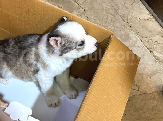 Masmavi Gözleriyle 45 Günlük Husky görsel