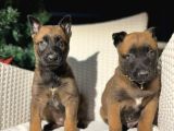 Özel k9 köpek ırkı Belçika Malinois yavrular