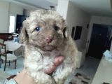 8 Haftalık Terrier Yavrulari Veterinerden
