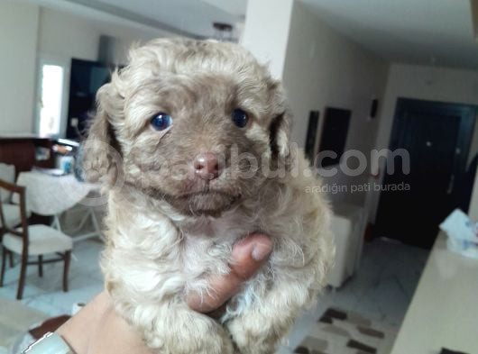 8 Haftalık Terrier Yavrulari Veterinerden görsel