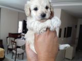 8 Haftalık Terrier Yavrulari Veterinerden