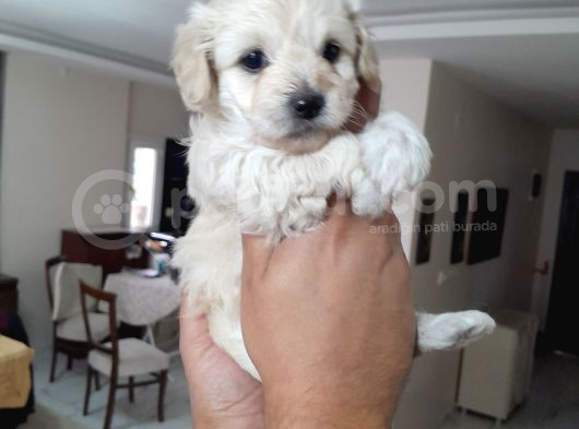 8 Haftalık Terrier Yavrulari Veterinerden görsel