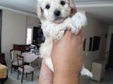 8 Haftalık Terrier Yavrulari Veterinerden
