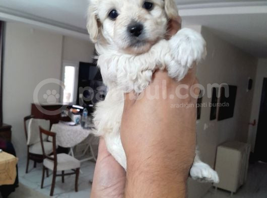 8 Haftalık Terrier Yavrulari Veterinerden görsel