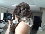 8 Haftalık Terrier Yavrulari Veterinerden