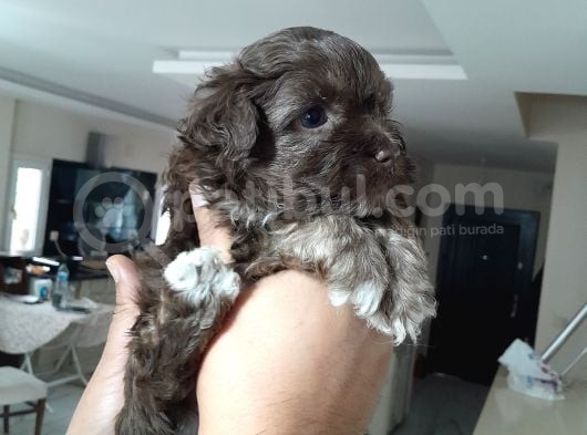 8 Haftalık Terrier Yavrulari Veterinerden görsel