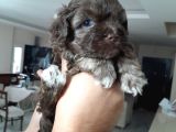 8 haftalık terrier yavrulari veterinerden