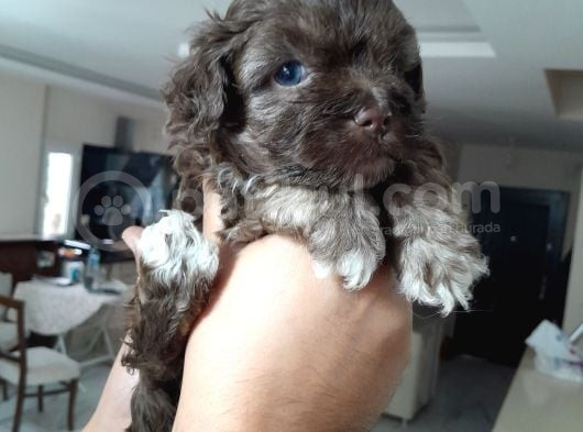 8 Haftalık Terrier Yavrulari Veterinerden