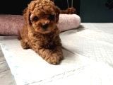 EVİNİZİN NEŞEİ OLUCAK ERKEK DİŞİ TOY POODLE BEBEKLER