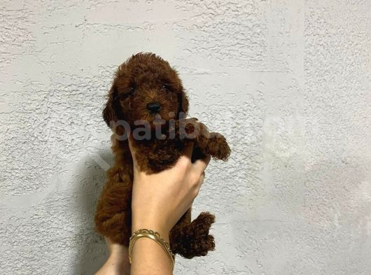 Teacup Kore Yavru Poodle