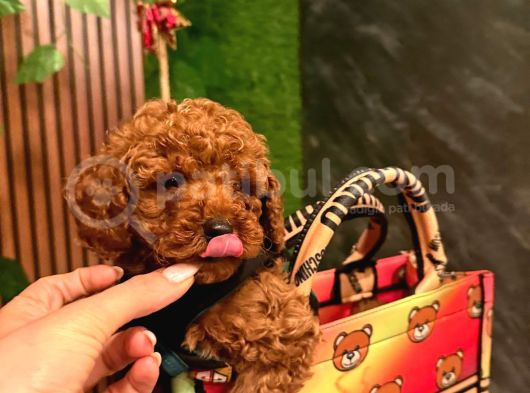 Toy Poodle Bebekler görsel