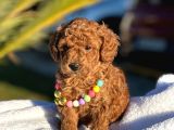 Toy Poodle Yavruları