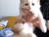 Anne Altından Safkan Ragdoll Yavru Kediler