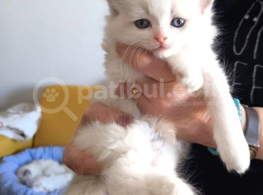 Anne Altından Safkan Ragdoll Yavru Kediler görsel