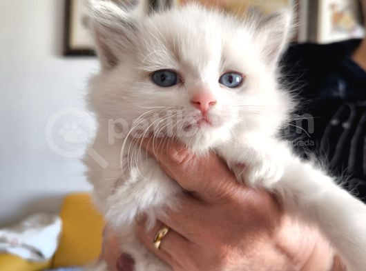Anne Altından Safkan Ragdoll Yavru Kediler