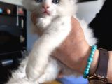 Anne Altından Safkan Ragdoll Yavru Kediler