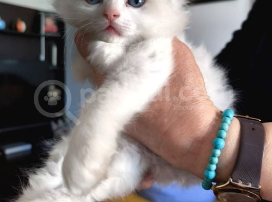Anne Altından Safkan Ragdoll Yavru Kediler görsel