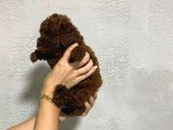 Teacup Kore Yavru Poodle