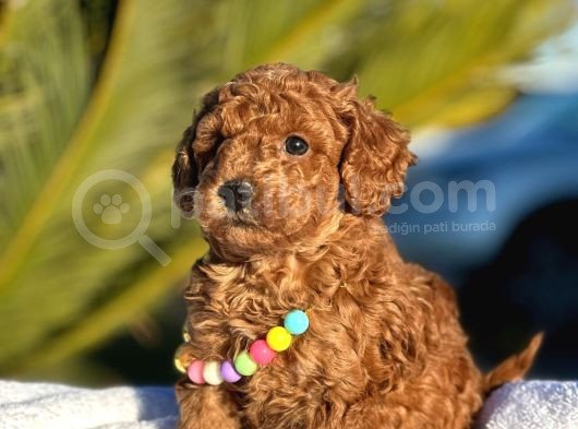 Toy Poodle Yavruları