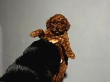 Orjinal Irk Garantili Kore Poodle Yavrular