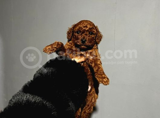 Orjinal Irk Garantili Kore Poodle Yavrular görsel