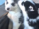 Masmavi Gözleriyle 45 Günlük Husky