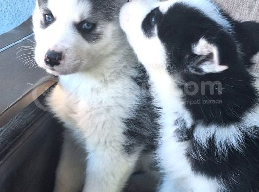 Masmavi Gözleriyle 45 Günlük Husky görsel
