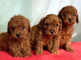 Toy poodle ırk ve sağlık garantili