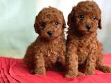 Toy Poodle Irk Ve Sağlık Garantili
