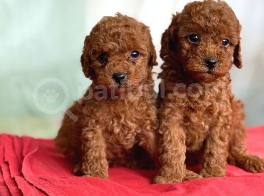 Toy Poodle Irk Ve Sağlık Garantili görsel