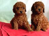 Toy Poodle Irk Ve Sağlık Garantili