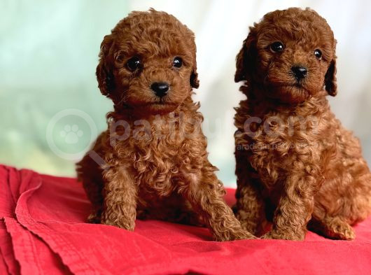 Toy Poodle Irk Ve Sağlık Garantili görsel